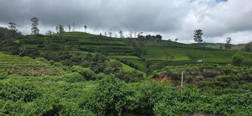 auliculiculiculiculiculiculiculiculiculiculiculiculiculiculiculiculiculiculiculiculiculic en ThisTest, en Nuwara Eliya