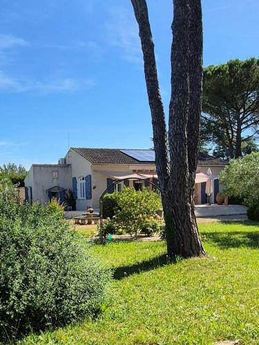 un arbre dans la cour d'une maison dans l'établissement Maison familiale avec Mazet et grande piscine Uzès, à Uzès