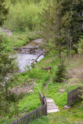 a deer walking down a path next to a creek at Leśniczówka u Zięby in Kościelisko