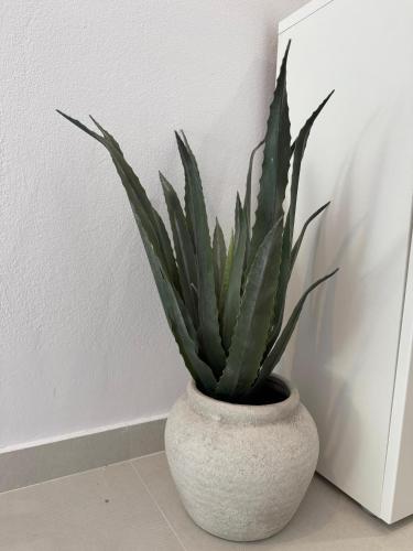 a green plant in a white vase next to a wall at Villa Vida, Medulin - Bazen i jacuzzi in Medulin