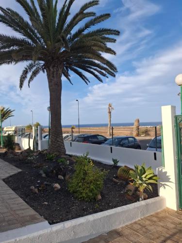 a palm tree in a parking lot next to the beach at FuerteSun Dunas beach in Parque Holandes