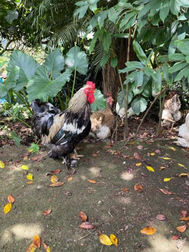 a chicken is standing next to two cats at Jicote finca de ecoturismo in Cartago