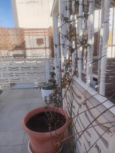 a plant in a pot sitting on a balcony at Alba 2 apartamento y Alba 3 habitación con baño in Puerto del Rosario