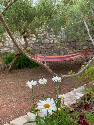 Zahrada ubytování AMPELIA KYTHIRA