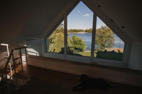 a dog sitting in front of a room with three windows at Warmiński Sad in Olsztyn