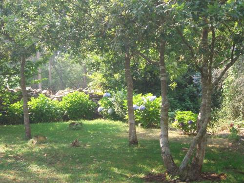 a group of trees in a yard with grass at Apartamentos Maritimo Suites-Solo Adultos in O Grove