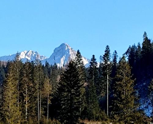 a snow covered mountain in the middle of a forest at Noclegi SKORUSINKA in Witów