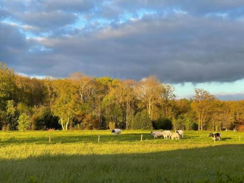 a group of animals grazing in a grass field at Villa by Tjeukemeer with Sauna & Whirlpool in Delfstrahuizen