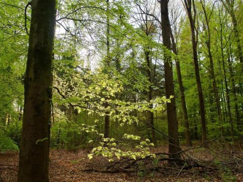 a forest filled with trees with yellow flowers on the ground at Villa by Tjeukemeer with Sauna & Whirlpool in Delfstrahuizen