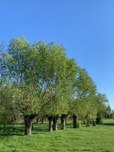 a row of trees in a field of grass at Dworek Pod Wierzbami 