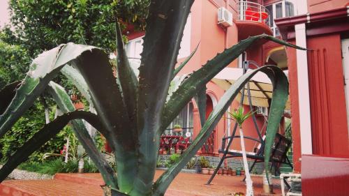 a green plant in front of a building at Gold Guest House in Gonio