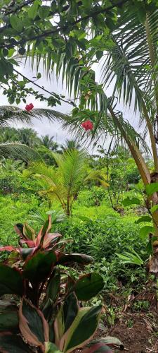 a garden with green plants and palm trees at Salvaje trip in Nuquí