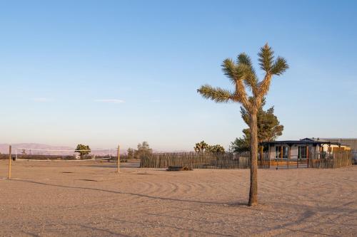 a palm tree in the middle of a dirt field at Hi Desert Pool Club in Landers