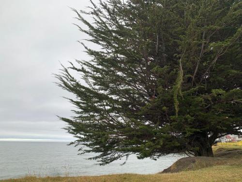 a tree on a hill next to the ocean at Hostal Yei, Punta Arenas in Punta Arenas