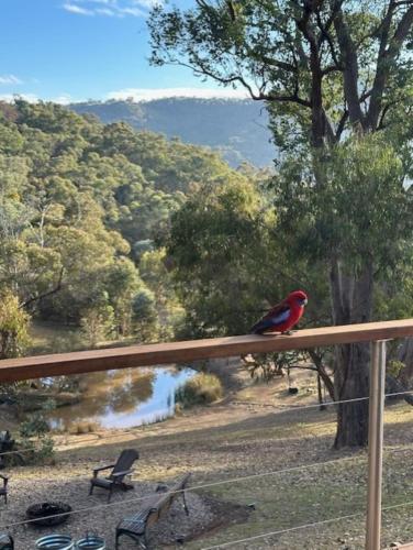 a red bird sitting on top of a wooden rail at Eildon 138 in Eildon