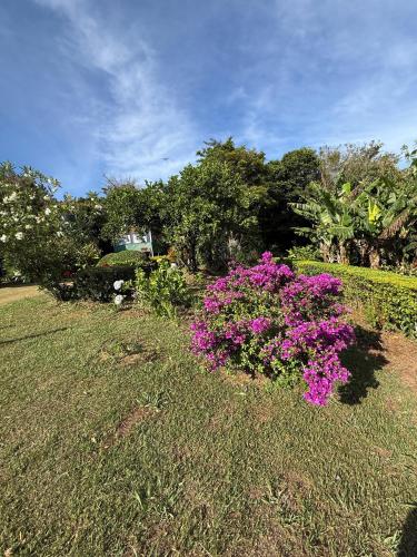a garden with purple flowers in the grass at Campo Azul #3 - Monteverde in Monteverde Costa Rica
