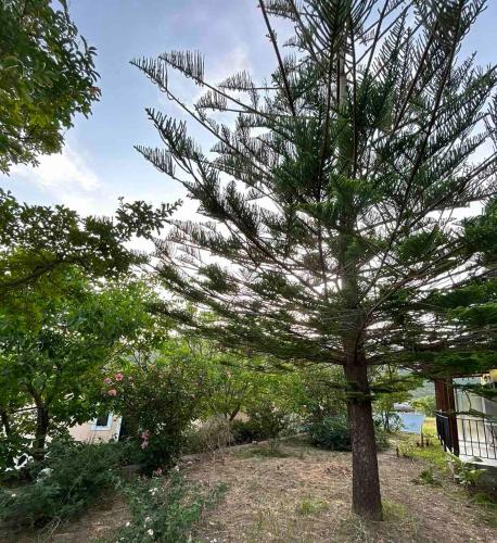 a large pine tree in a yard with trees at Anabelis studios & apartments in Katelios