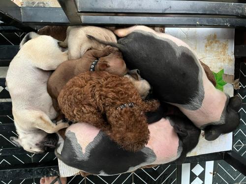 a group of dogs sleeping in a cage at Free Yoga Center - Nguyen Shack in Phong Nha