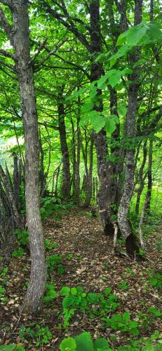 a forest of trees with green leaves on the ground at Svanieri Cozy Cottage in the Mountains in Katskhi