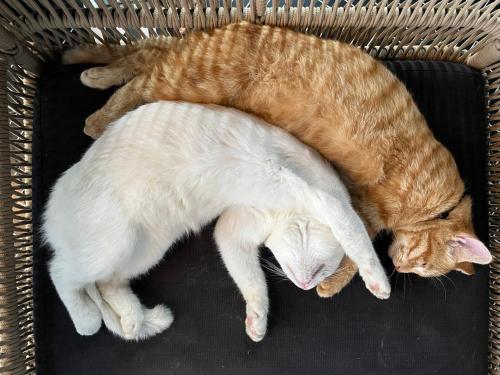 two cats laying next to each other in a basket at Free Yoga Center - Nguyen Shack in Phong Nha