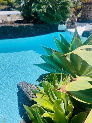 a green plant next to a swimming pool at Finca Malvasia Rural Estate & Vineyard in Tías