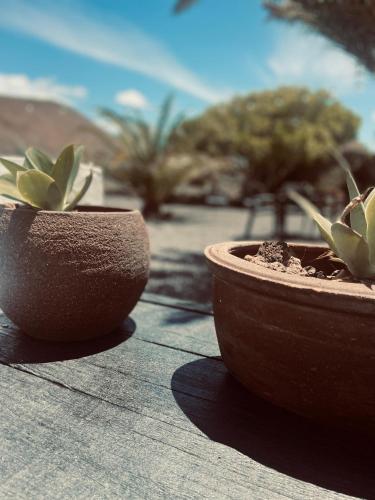 two pots sitting on top of a table with plants at Finca Malvasia Rural Estate & Vineyard in Tías