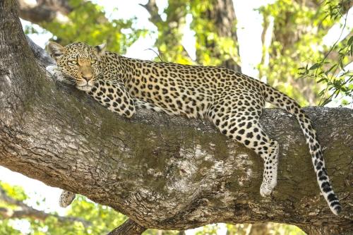 a leopard laying on top of a tree at Zua Safari Lodge in Chikwawa
