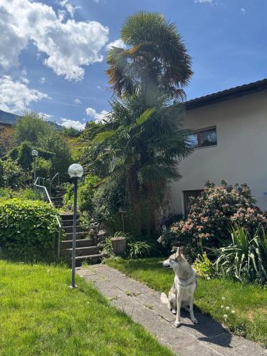 a cat sitting in the grass next to a house at Large vacation home with mountain views in Quarten