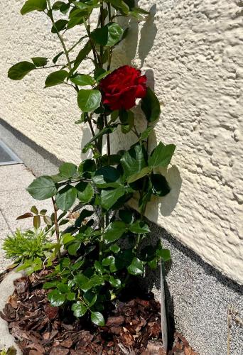 a red rose is growing in a flower pot at Salzkammergut Hideaway RUDOLPH in Bad Ischl