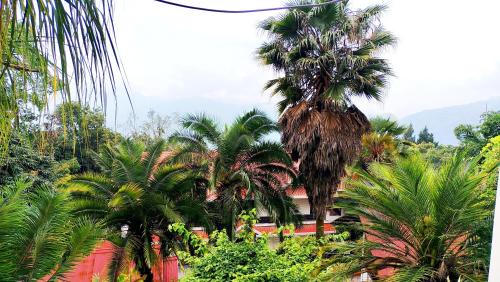 a group of palm trees in front of a building at Kalimpong Bungalow in Kalimpong