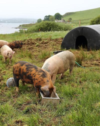 a group of pigs eating grass in a field at The Captain's Place - Isle of Skye in Bracadale