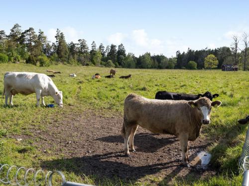 a group of cows grazing in a field at Chalet Harge Sörgård by Interhome in Hammar