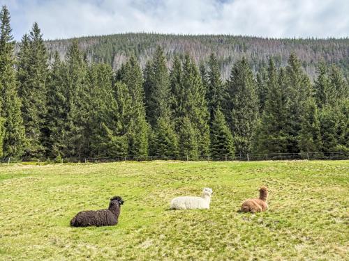 a group of three sheep laying in a field at Apartment Máj-1 by Interhome in Pec pod Sněžkou