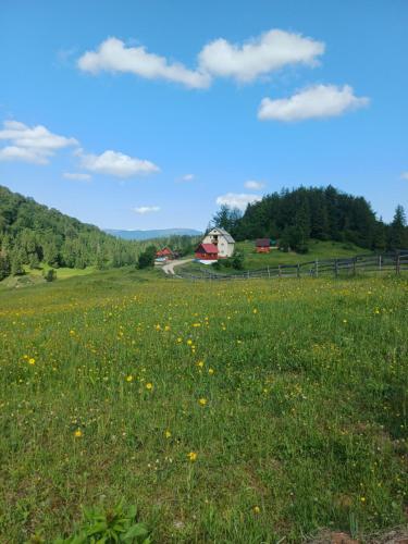 a field of flowers with a barn in the background at Pensiunea Poarta Lui Ionele in Gîrda de Sus