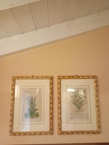 two framed pictures of plants on a wall at Mansarda in Piazzetta Centro Storico in Manerba del Garda