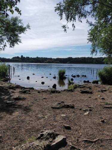 a view of a lake with a bush in the water at Relaxing Stay in Craigavon at Power-Quinn English in Craigavon
