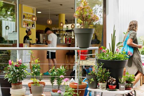 a group of potted plants on a shelf in a store at Cruce de Caminos Arzúa in Arzúa