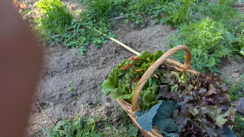 a basket full of vegetables on the ground at Barefoot Retreats in Chiddingstone