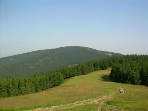 a horse standing on a grassy hill with trees at Appartement Rozika in Slovenj Gradec