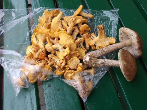 a pile of mushrooms on top of a table at Appartement Rozika in Slovenj Gradec