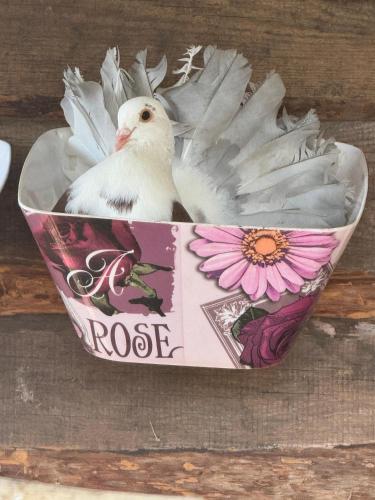 a white bird sitting in a bowl with a flower at Domki u Piotrusia in Żarnowska