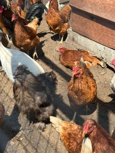 a group of chickens standing on the ground at Domki u Piotrusia in Żarnowska