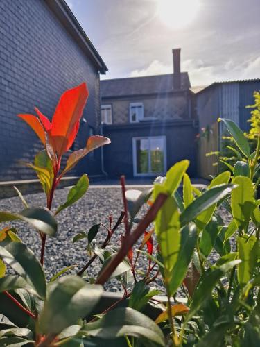 a red plant in front of a building at Chez Camil in La-Roche-en-Ardenne