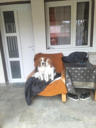 two dogs sitting on top of a chair at Nopti de Vara Transfăgărășan in Căpăţîneni-Pămînteni