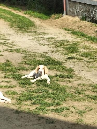 a brown and white dog laying in the grass at Nopti de Vara Transfăgărășan in Căpăţîneni-Pămînteni