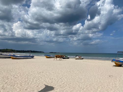 a cow walking on a sandy beach with boats at The White House in Trincomalee