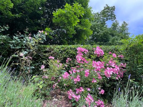 a garden with pink flowers and bushes at La Maison d'Architecte en pleine nature - le "Clos des Chevreuils" in Barbençon