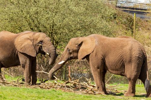 two elephants standing next to each other in a field at Holiday Inn Birmingham M6, Jct7 by IHG in Birmingham