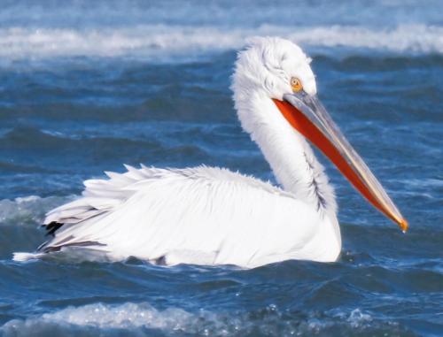 a white bird with a long beak standing in the water at Vržina Farm House Skadar Lake in Virpazar