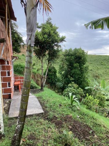 a palm tree in front of a house at Hostal Las Hamacas Alta 3 in Villamaría
